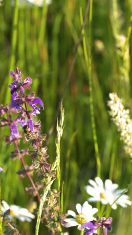 Close-up shot of a bee gathering nectar from purple salvia flowers in bright sunlight.