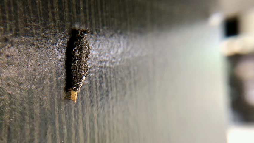 Close up footage of Phereoeca uterella case-bearing moth larva attached to a dark wall surface, showing portable protective case and natural insect behavior with shallow depth of field.