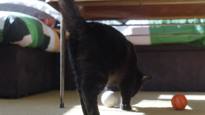 One-eyed black cat plays with two toy balls in a sunbeam under a low table
