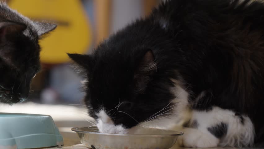 Tuxedo cat eating wet food from steel bowl, warm indoor light, calm mood.