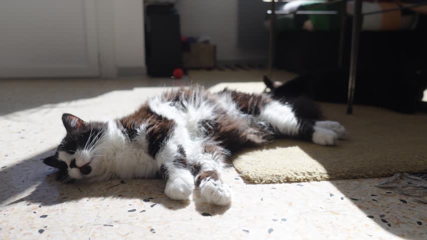 Static Shot Fluffy black and white Cat Lounging in Sunbeam on Indoor Floor