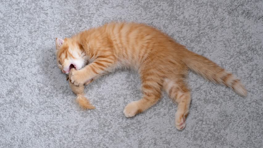 Red tabby kitten playing with a toy mouse on gray carpet, top view.