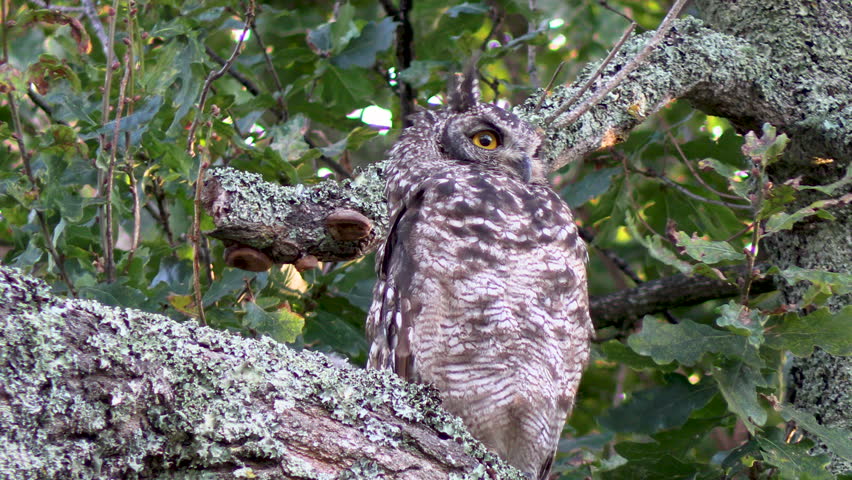 Spotted Eagle Owl napping in a tree along the Kleinriver, South Africa.