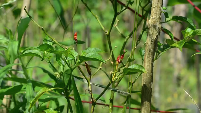 Dried Chili Pepper Plant with Withered Leaves in Agricultural Field