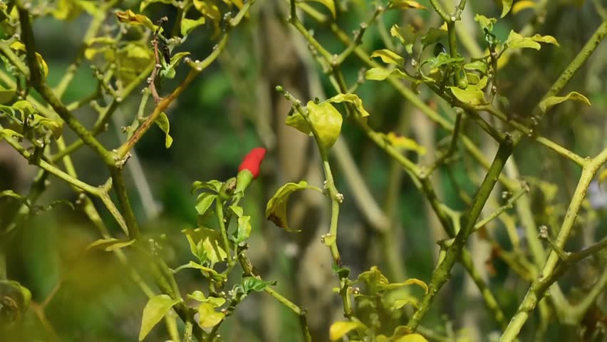 Dried Chili Pepper Plant with Withered Leaves in Agricultural Field