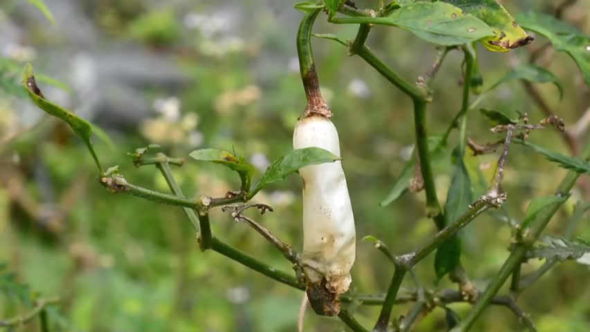 Dried Chili Pepper Plant with Withered Leaves in Agricultural Field
