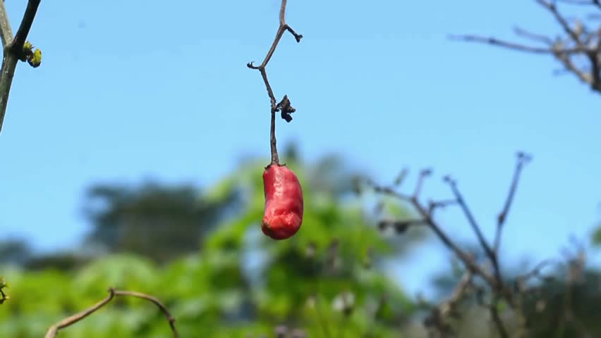 Dried Chili Pepper Plant with Withered Leaves in Agricultural Field