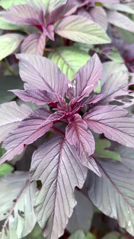 Botanical gardening | flowers | red flowers 
