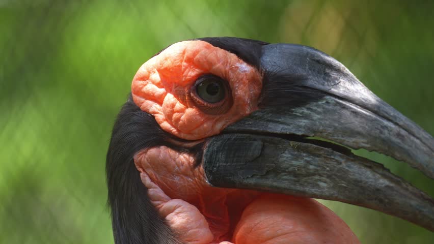 Close up shot of a Southern ground hornbill (Bucorvus leadbeateri) looks around its enclosure in captivity.