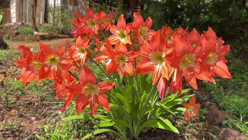 Orange color flowers in the garden 