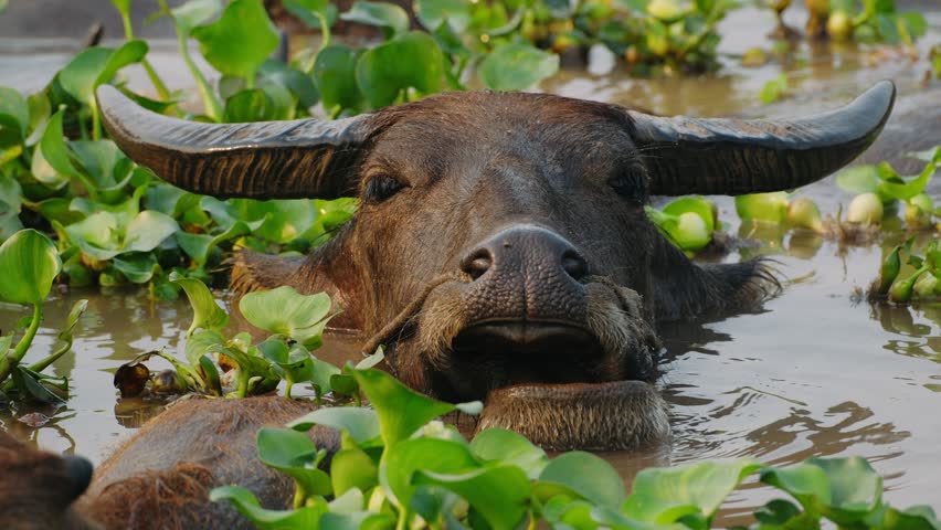 Domestic water buffalo in a river in a rural vietnam landscape.