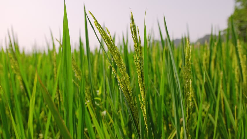 Close up of green rice paddy field in a vietnam agricultural landscape on a sunny day.
