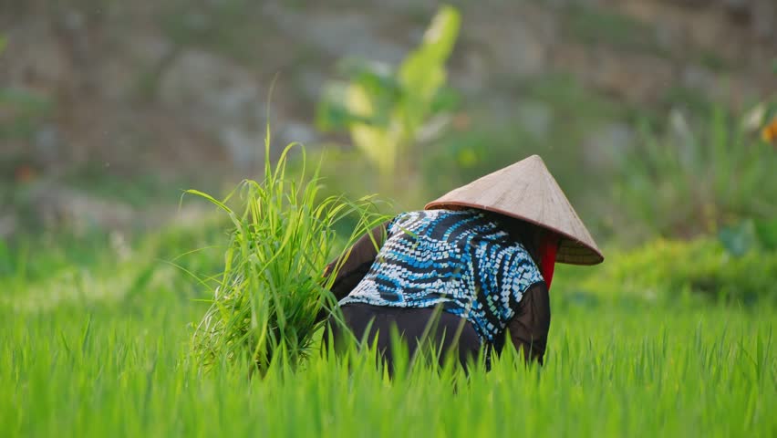 Vietnam farmer working in a rice paddy field in rural asia, ninh binh.