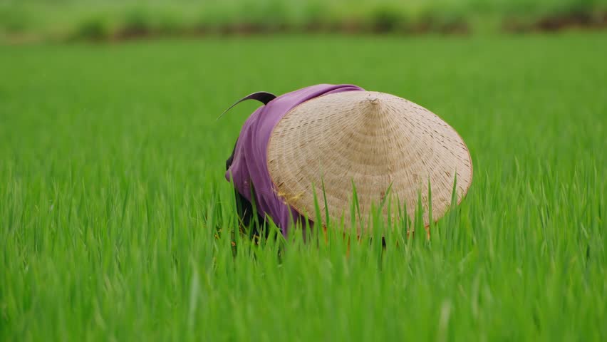 Vietnam woman farmer working in a green rice paddy field in rural vietnam, ninh binh.