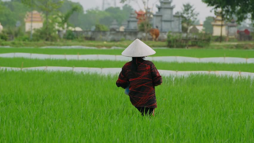Woman farmer fertilizing a green rice paddy in rural asia, ninh binh, vietnam.