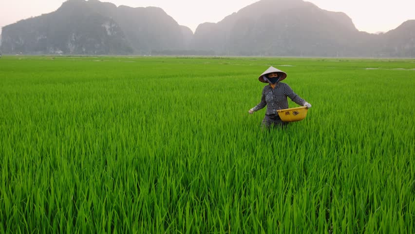 Vietnam farmer spread fertilizers in a rice paddy field in ninh binh.