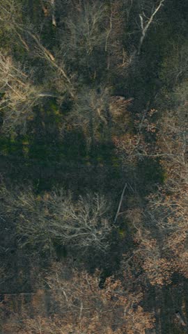 Drone moves sideways in top-down view over forest dirt road and canopy floor with golden morning light filtering through trees in Wisconsin