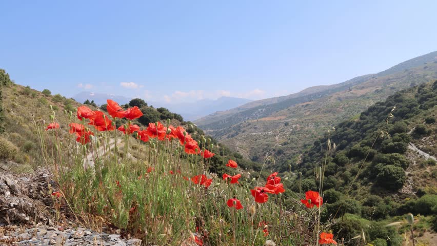 Blue sky background with poppies on the mountain swaying in the wind