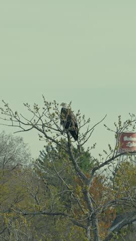 Bald eagle perches on budding spring tree branch with red Balsam Lake water tower visible in background against overcast Wisconsin sky