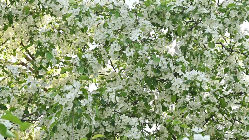 Lush blooming apple or crabapple tree covered in abundant white spring blossoms and fresh green leaves, gentle breeze moving branches in soft natural light