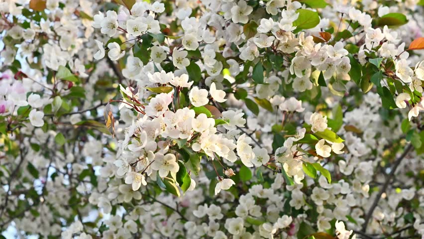 Lush crabapple tree in full spring bloom covered with abundant white and pale pink blossoms and fresh green leaves, gently swaying in a soft breeze under warm golden sunlight.