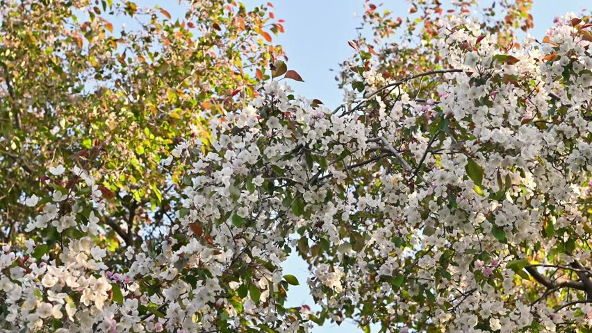 Beautiful blooming crabapple tree covered in delicate white and pale pink blossoms swaying gently in the breeze against a clear blue sky, with colorful green and reddish foliage in the background duri