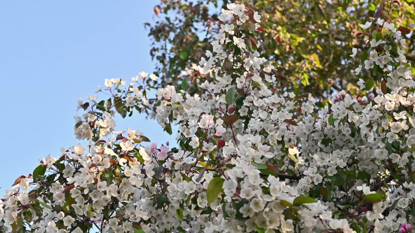 Beautiful spring blossom tree covered in delicate white and pale pink flowers swaying gently against a clear blue sky. Camera looks upward through dense clusters of blooms with green and reddish-bronz