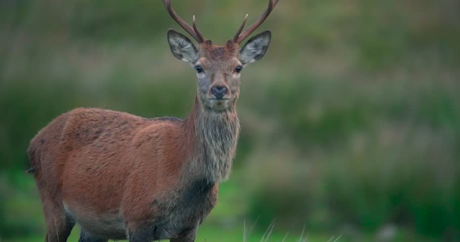 A young red deer stag is looking alert, directly at the camera, before turning away.