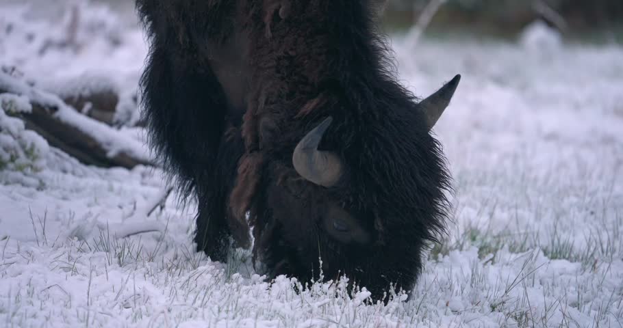 A bison is grazing on grass beneath the snow.