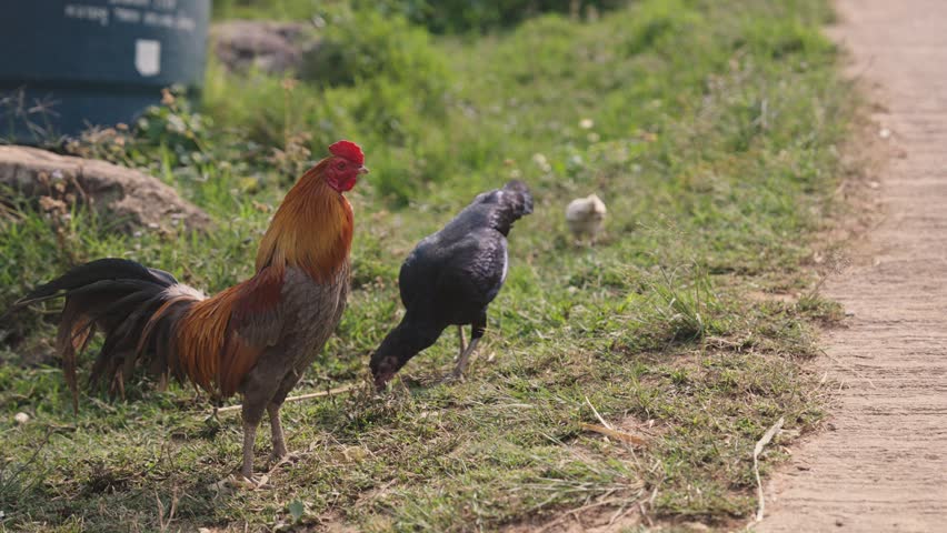 A colorful rooster and hen forage beside a dirt path in a rural setting. This peaceful countryside scene captures free-range poultry in a natural environment.
