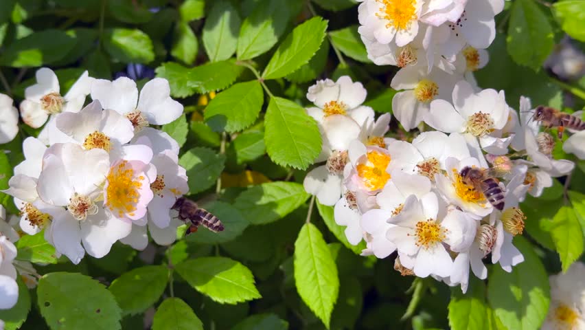 Close-up of bees collecting nectar from blooming white wild rose flowers on a sunny spring day. Detailed pollination activity among fresh green leaves and blossoms.