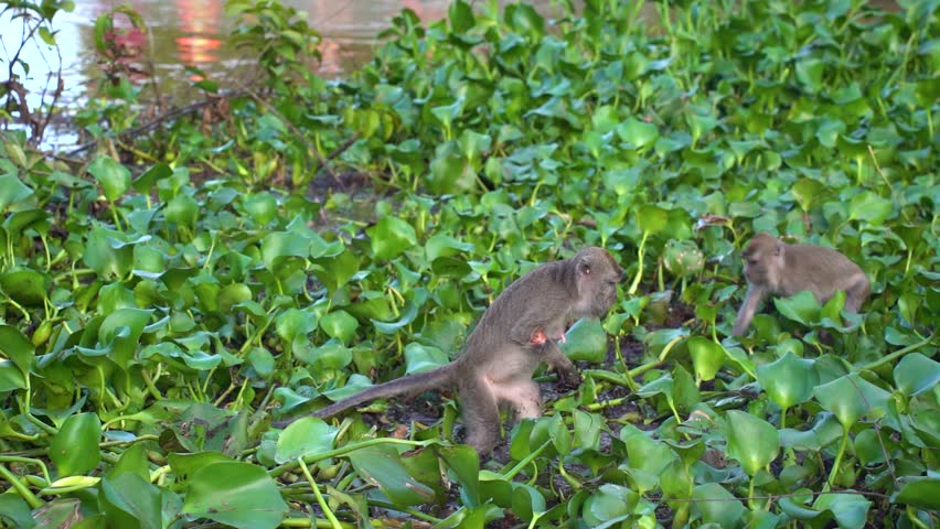 Captivating footage of long-tailed macaques picking through the dense riverside vegetation in search of food along the Kinabatangan River — a natural and candid wildlife moment in Borneo, Sabah, Malay