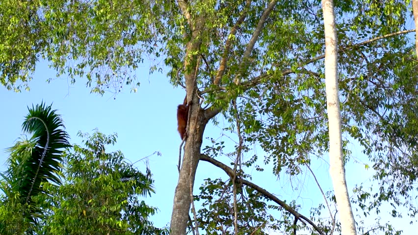 Heartwarming footage of a baby orangutan clinging high up in the jungle canopy along the Kinabatangan River — one of the most precious and rare wildlife moments you can witness in Borneo, Sabah, Malay