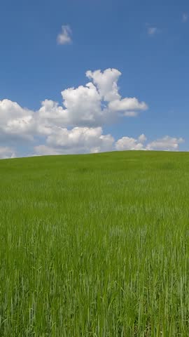 mountain landscape with blue sky. green field of rye against the blue sky. landscape of hills against the background of the sky with fluffy white clouds. Ukrainian landscape 4K
