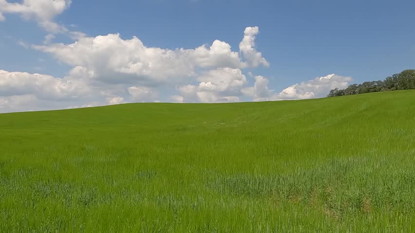 mountain landscape with blue sky. green field of rye against the blue sky. landscape of hills against the background of the sky with fluffy white clouds. Ukrainian landscape 4K