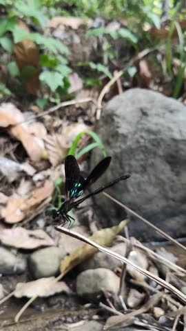 Macro shot of a beautiful damselfly with shimmering metallic green and blue wings perched on a dry stick near river rocks.