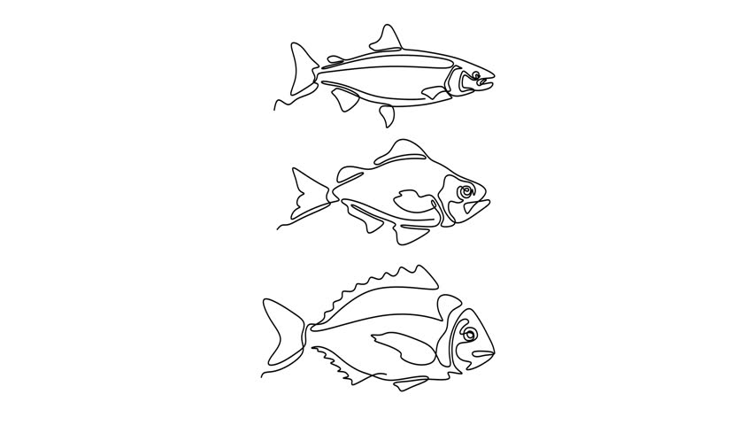 Animated self drawing of continuous line draw of  Line Art Fish Collection Trout, salmon, and Tuna Illustrations. Logo.  Full length one line animation. 4K.  fish, fishing, sea, animal, water, seafood, food, marine, ocean, nature, tuna, underwater, salmon, set, vector, line, collection, trout, wildlife, icon, silhouette, background, contour, fresh, drawn, abstract, flounder, black, shape, single, animals, menu, restaurant, aquarium, logo, aquatic, symbol, logotype, continuous, linear, beach, tropical, souvenir