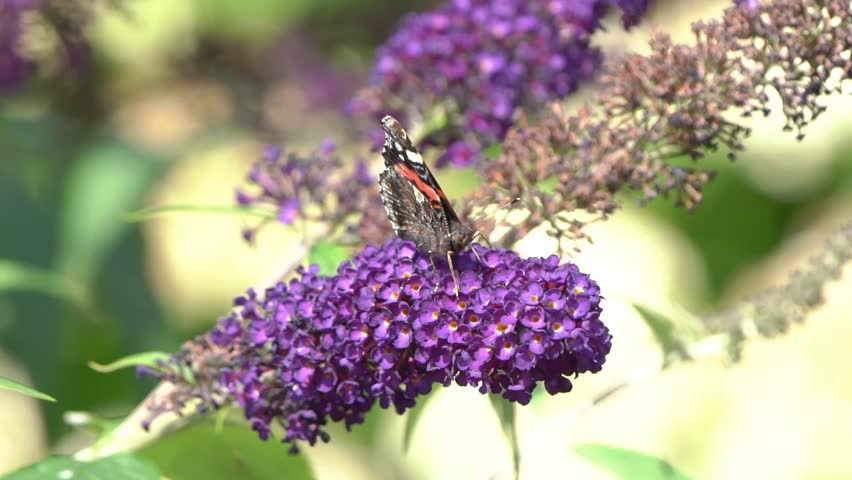 Red Admiral butterfly (Vanessa atalanta) feeding on a purple buddleja flower (butterfly bush) during the summer season, macro photography of butterflies close-up stock video footage clip