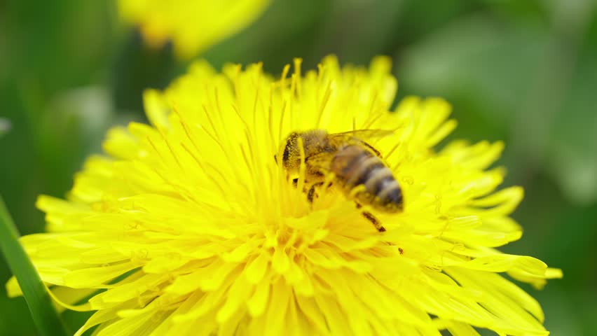 Close-up of a bee collecting pollen on a vibrant yellow dandelion flower outdoors