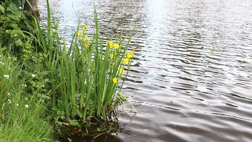 Bright yellow flag iris flowers bloom along edge of calm pond. Vibrant green sword-like leaves rise from water surface. Natural wetland landscape shows aquatic plants in summer sunlight on shore.