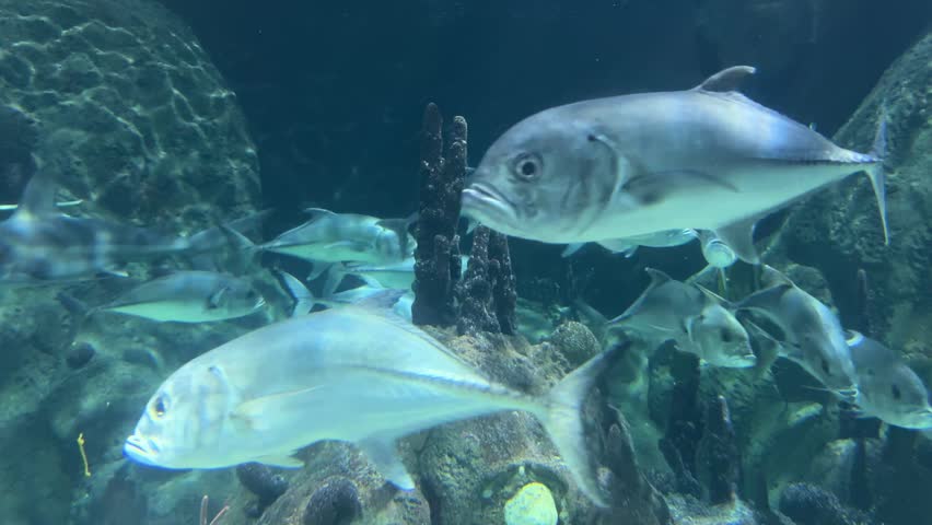 Crevalle jack Caranx hippos fish swim through a rocky underwater habitat in a large marine aquarium. Tropical marine life, ocean biodiversity, aquatic ecosystem, schooling fish, underwater wildlife.