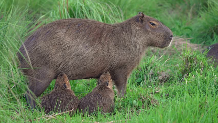 A capybara mother stands in a grassy area while two young capybaras nurse. The scene captures the nurturing behavior of these animals. Suitable for wildlife documentaries or educational content.