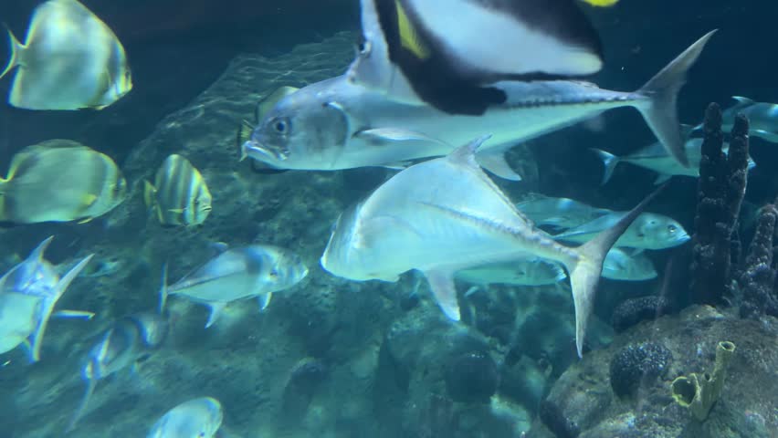 Orbicular batfish Platax orbicularis, crevalle jack Caranx hippos and Moorish idol Zanclus cornutus swim in a tropical underwater habitat. Marine biodiversity, aquarium life, ocean ecosystem, aquatic wildlife, sea life