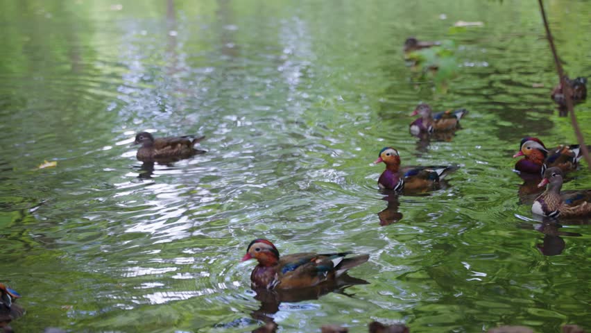 Many Mandarin Ducks in Pond, Water Rippling