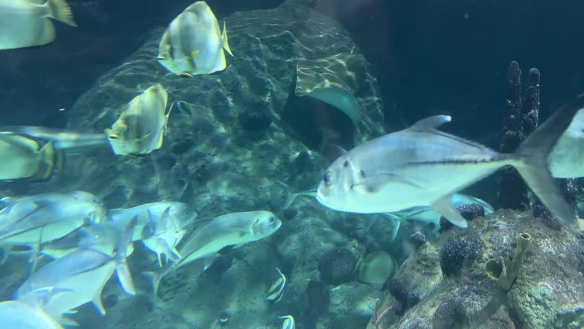 Crevalle jack Caranx hippos school with orbicular batfish Platax orbicularis in a rocky underwater habitat. Marine biodiversity, tropical aquarium, ocean ecosystem, aquatic wildlife, sea life.