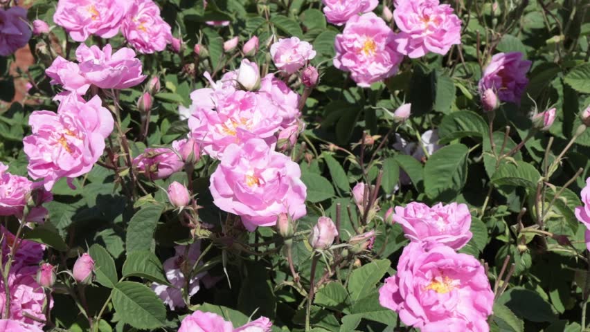 Close-up photograph of pink Isparta roses (Rosa damascena) in bloom in natural sunlight; in a garden setting with delicate layered petals and lush green foliage. High-resolution macro photograph of a fresh pink Isparta rose, famous in Türkiye for its essential oil and rose water production. A soft pink Isparta rose in full bloom in a Turkish rose field, showcasing its delicate petals and elegant natural beauty. Agricultural crops in the Anatolian flora. Mature pink roses ready for harvest in June. Rosewood textured background. Fragrant organic plants.