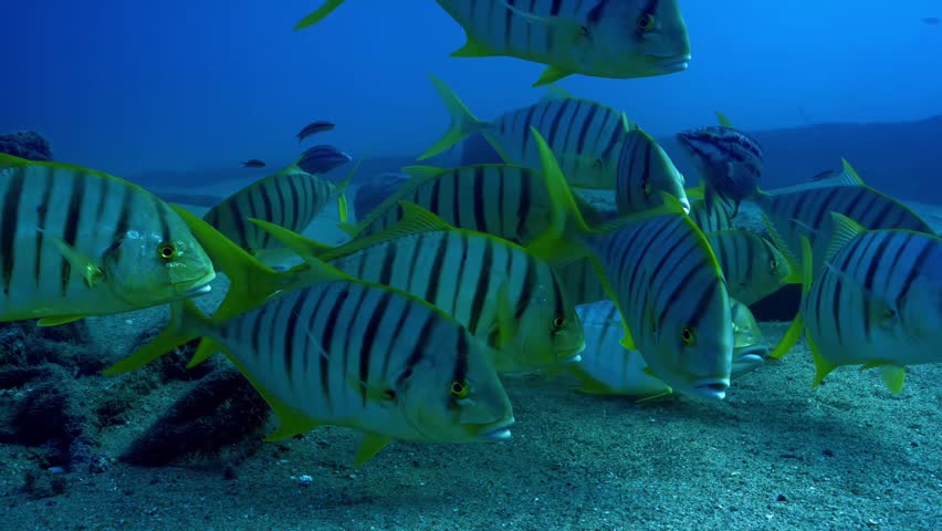 School of tropical striped sergeant major fish swimming underwater above the sandy seabed in clear blue ocean, vibrant marine life and coral reef ecosystem footage.