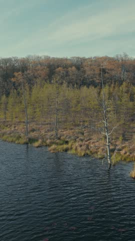Aerial vertical pan along dark Wisconsin lake shoreline revealing budding spring forest with larch, bare deciduous trees and reeds