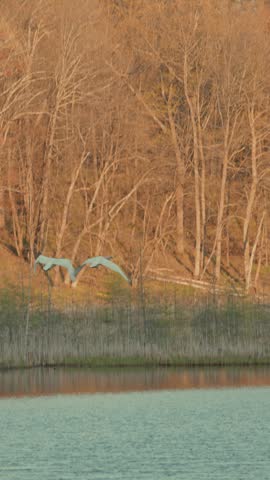 Pair of white trumpeter swans soaring in slow motion over golden bare Wisconsin forest in soft morning light, wings fully spread