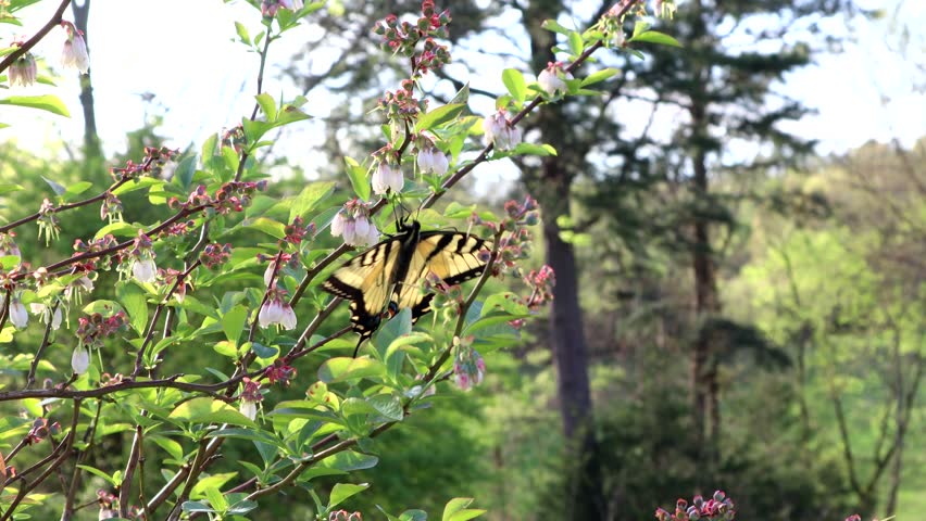 Yellow Swallowtail Butterfly Feeding on Flowers